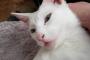 【ねこ画像】ごろごろシロネコ、アイロン台とねこ ほか【再】