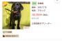【画像】1体で330,000円もする最新のラブラドールがこれｗｗｗｗｗ