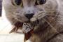 猫「見たなぁ」【再】