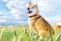 日本で一番有名な犬って誰なの？