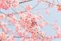 【画像】いい天気だから桜の花撮ったった