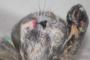 【ねこ画像】舌出っぱなしｗ、どうやって支えてるｗ ほか【再】