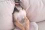 【画像】この犬くつろぎすぎだろｗｗｗ