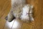 猫のためにエアコンを27度でつけっ放しにしたらむしろ電気代が下がった!!　ダイキン工業「あり得る」