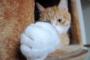 【画像】猫の手が可愛すぎｗｗｗｗｗｗｗｗｗｗ
