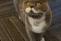 【画像あり】すげえ偉そうな猫が話題にｗｗｗｗｗｗｗ