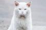 猫が後脚は座って前脚は立っている座り方に名称はあるんですか?