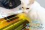 日本企業が猫によるPC作業妨害を防ぐキーボードカバーを発売（海外の反応）