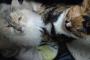 【キャリコ】三毛猫について語るスレ