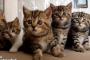 猫　『『『『！！！シンクロ！！！』』』』　そろいすぎてどっきりキュン。