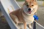 柴犬「私は帰らない！絶対に！絶対にか・え・ら・な・い！」