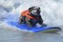 【画像】サーフィンを楽しむ犬達がかっこよすぎるんだが……