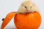 【画像】ハロウィンに備えて…かぼちゃの中に入ってみました!!