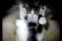 猫　『ヨガ　なう』