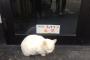 【悲報】近くの弁当屋で野良猫のキャサリンが出禁になってたｗｗｗｗｗ