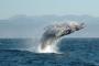 33カ国が捕鯨反対　日本提訴も視野に