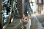 【画像】猫さん、パトロールお疲れ様っすー
