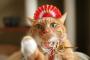 猫『今年は猫年にゃん』