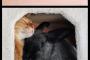 新年早々ほのぼの仲良し動物画像