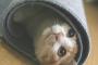 猫をしっかりを簀巻きにした…1時間後…ｺﾞｸﾘ