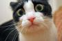 猫(7ヶ月)が居るのに旦那が旅行に行きたがり「１日ぐらい放置して平気だ」と言い出した。不安で旅行に行きたくないんだが