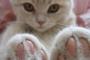猫「こっちに来ないでっ！」