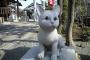 東北地方太平洋沖地震の猫と飼い猫の話　[その10]