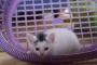 今週のこねこ通信を持ってきました！【画像＋動画】