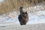 【画像】この猫、貫録ありすぎだろ…