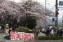 【画像】共産党のせいで桜の花見の雰囲気ブチ壊しだと話題に