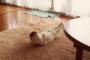 【画像】 猫のトレーニング？