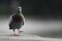 【動物】地面をついばんでいる鳩は何を食べているのか？　衝撃の事実が判明！！！