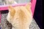 韓国人「ヘアカットした自分の姿を見て呆然する日本の猫がおもしろすぎる」