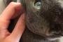猫が俺の膝の上に乗るのって