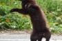 【画像】にゃんてこった！黒猫をかっこよく撮るはずがマヌケなポーズに