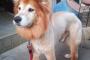 【衝撃】 実家の老犬(17)がサマーカットでこんな姿になってるんだが・・・ (画像あり)