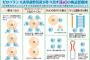 水素水ってエセ科学なんか？