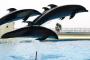 イルカショーに論争も！？日本の水族館に外国人大感激（海外反応）