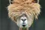 動物「どうしてこんなヘアスタイルにしたの？」　泣きそうな動物たち　後編
