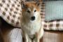 犬の朝ごはんにカリカリをあげた結果ｗｗｗｗｗｗｗｗｗｗ