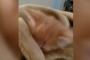 赤ちゃん猫がまるで朝のお前らｗｗｗｗｗｗｗｗｗｗｗｗ