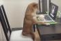海外「もう完全に柴犬中毒だ！」 人間のようにネットを満喫する柴犬が大人気