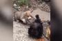 子犬「うわニワトリつよい・・・・・・」