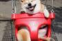 【画像】柴犬「ブランコ乗りたいンゴ…」