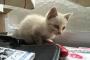 子猫拾ったんだけどどうすればいい？