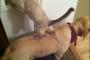 動物のGIF動画集めてみたった。21枚
