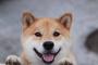 「柴犬の名前は？」→「寿司」！？！？！？！　