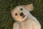 犬飼いたくて譲渡会行った結果ｗｗｗｗ