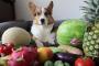 【実験】「これは…　何だワン？」　コーギー犬に様々な果物や野菜を与えてみた
