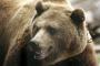 【悲報】　いずれ日本は「クマが占拠する国」になる事が判明する。